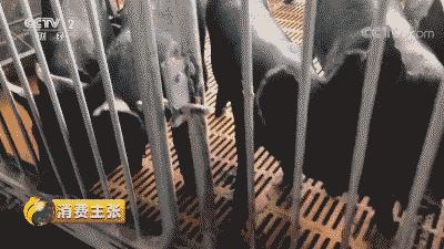 农业物联网养猪系统有哪些（全面解析农业物联网在养猪行业的应用）